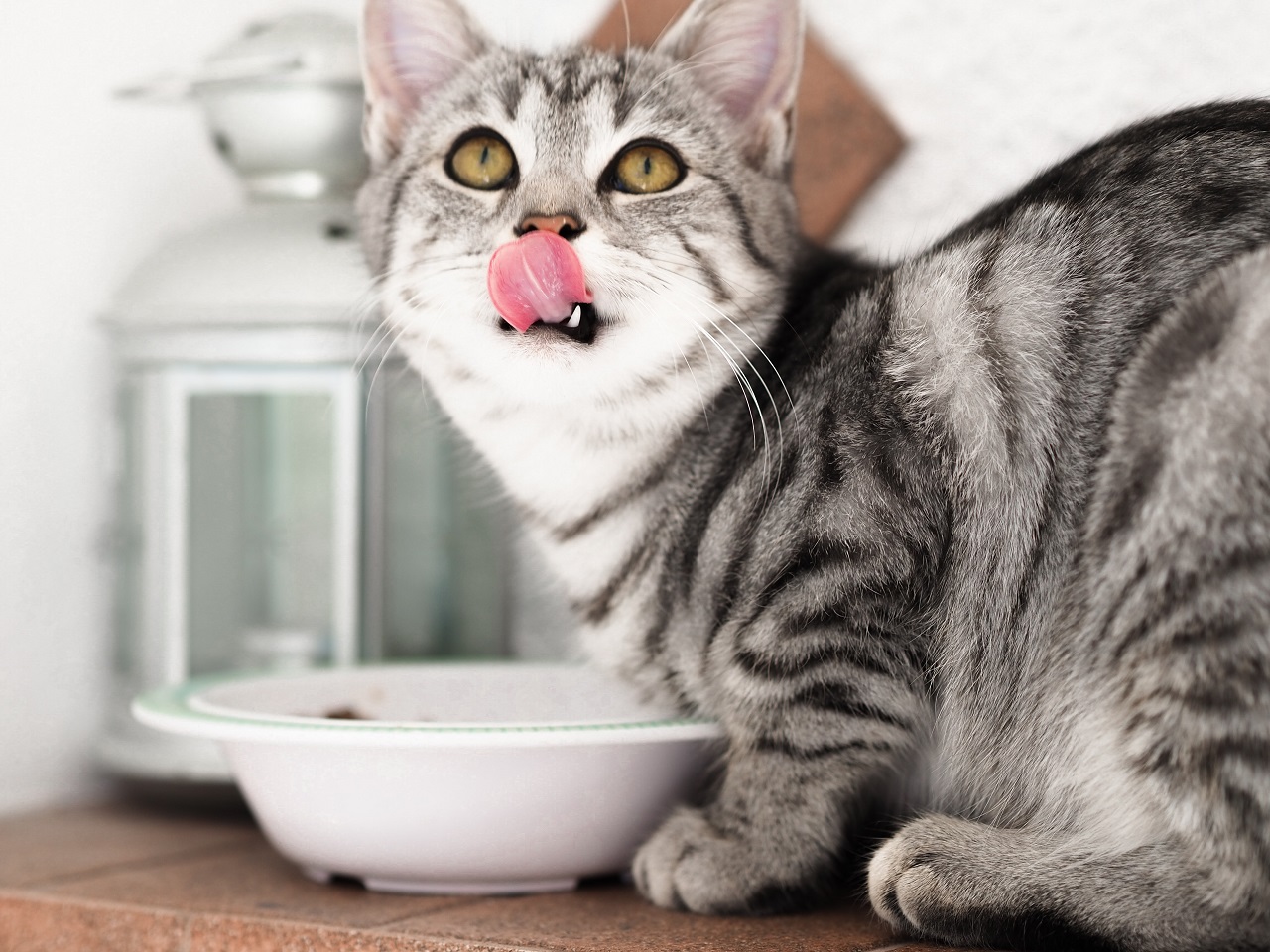 Przysmaki dla kotów – co warto kupować naszym pupilom?